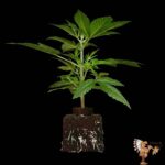 Durban Poison Sämlinge Feminisiert