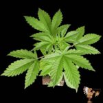 Durban Poison Sämlinge Feminisiert