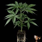 Durban Poison Hanfsämlinge