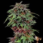 Durban Poison Hanfsämlinge Feminisiert