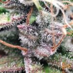 Amnesia Haze Stecklinge - Hypro Core Cut