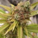 Amnesia Haze Stecklinge