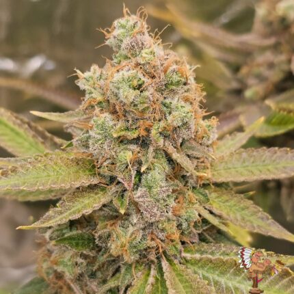 Amnesia Haze Stecklinge