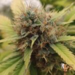 Amnesia Haze Stecklinge - Hypro Core Cut