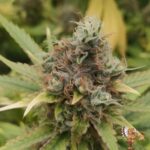 Amnesia Haze Stecklinge - Hypro Core Cut