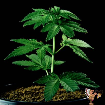 Amnesia Haze Hanfsämlinge