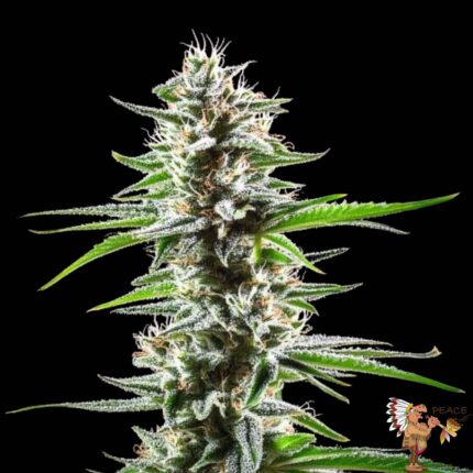 El Patron Hanfsämlinge Feminisiert