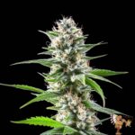 El Patron Strains