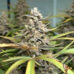 Peyote Cookies