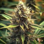 Peyote Cookies