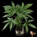 Peyote Cookies Hanfsämlinge