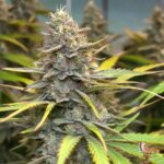 Peyote Cookies
