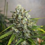 Mazar Auto Strains