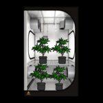 Secret Jardin Dark Room 120x120x200 - Growzelt für alle pflanzen.