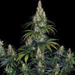 Amnesia Haze Autoflower Barneys Farm -Cannabissamen