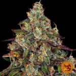 Barneys Farm Amnesia Lemon Hanfsamen