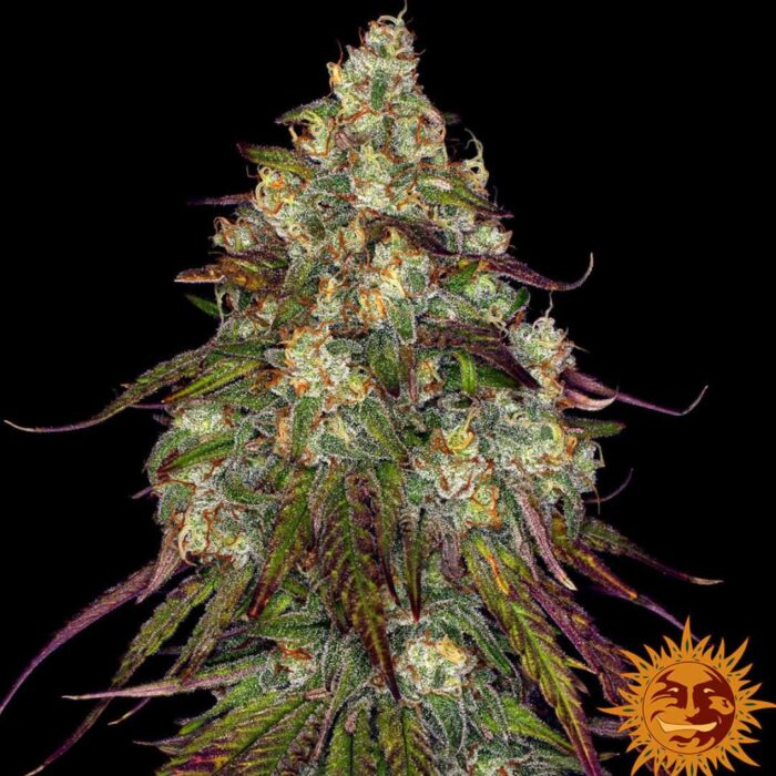 Barneys Farm Amnesia Lemon Hanfsamen