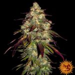 Barneys Farm Amnesia Lemon Hanfsamen