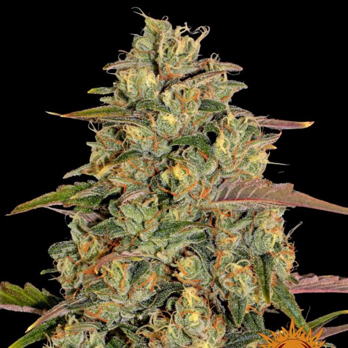 Barneys Farm Amnesia Lemon Hanfsamen