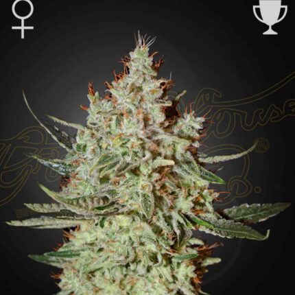 Green House Seeds Cheese