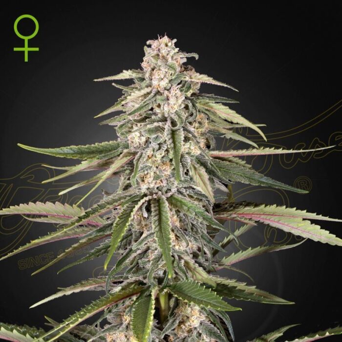 Green House Seeds Super Bud