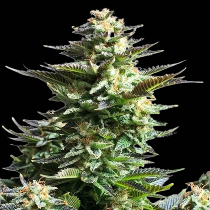 Royal Queen Seeds Amnesia Haze