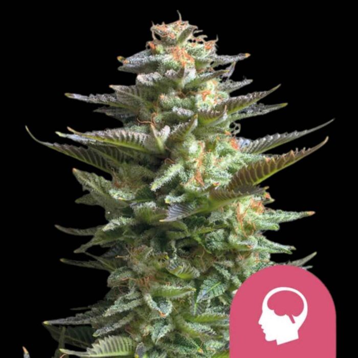 Royal Queen Seeds Amnesia Haze