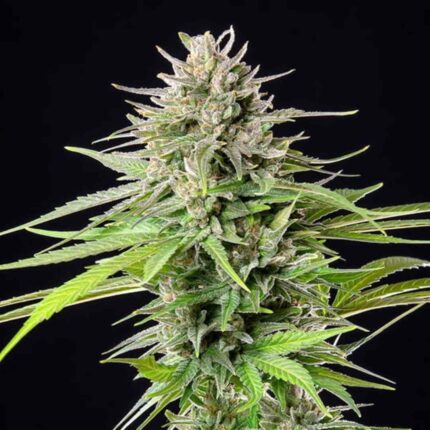 Royal Queen Seeds Blue Cheese