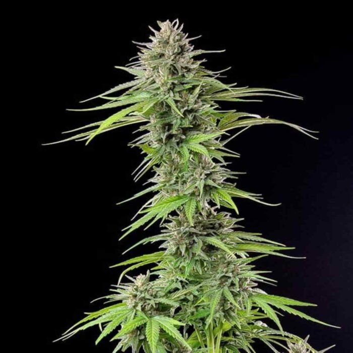 Royal Queen Seeds Blue Cheese