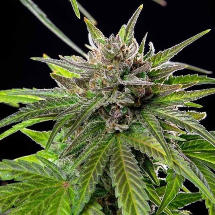 Royal Queen Seeds Blue Cheese