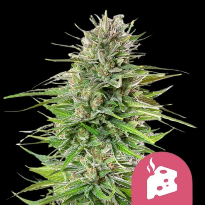 Royal Queen Seeds Blue Cheese