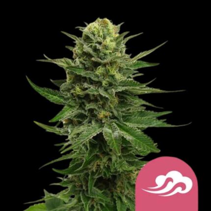 Royal Queen Seeds Blue Mystic