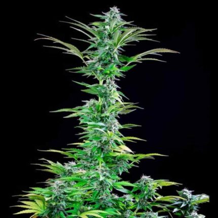 Royal Queen Seeds Critical