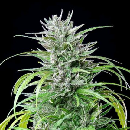 Royal Queen Seeds Critical Kush