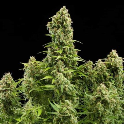 Royal Queen Seeds Diesel Auto Hanfsamen