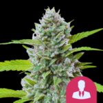 Royal Queen Seeds El Patron