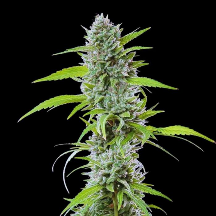 Royal Queen Seeds El Patron