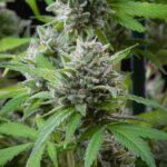 Royal Queen Seeds El Patron