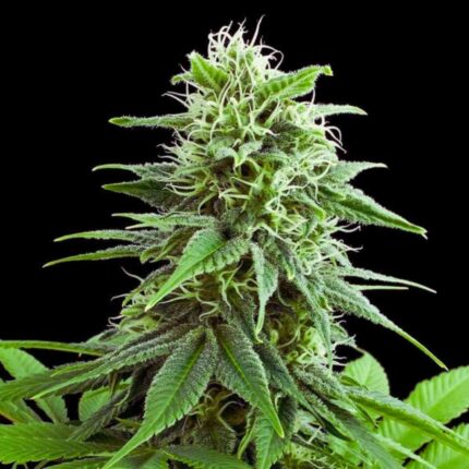 Royal Queen Seeds Fruit Spirit