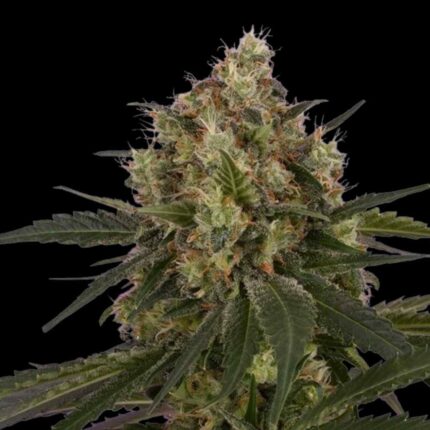 Royal Queen Seeds Ice