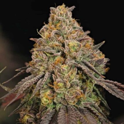 Royal Queen Seeds Legendary OG Punch