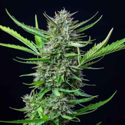 Royal Queen Seeds Mimosa USA Premium Auto