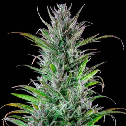 Royal Queen Seeds Northern Light Feminisiert