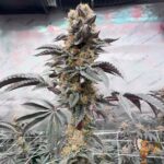 Girl Scout Cookies