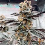 Girl Scout Cookies