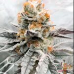 Girl Scout Cookies