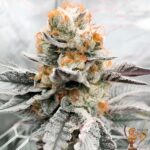 Girl Scout Cookies