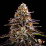 Girl Scout Cookies