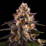 Girl Scout Cookies Cannabisstecklinge