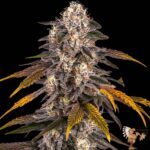 Girl Scout Cookies Strains